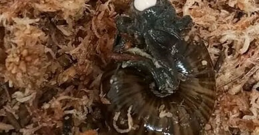 Rare New Zealand snail filmed laying egg from its neck