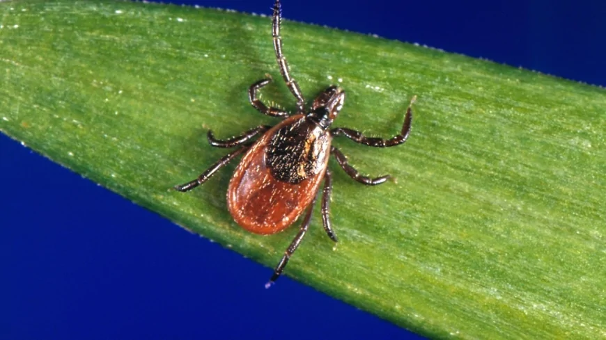 How to protect yourself from ticks year-round