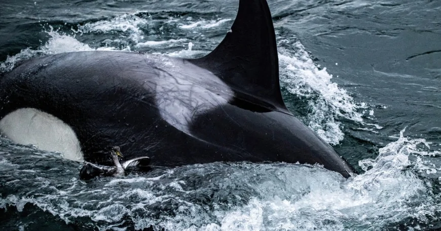 Killer whales caught on video grooming each other with seaweed