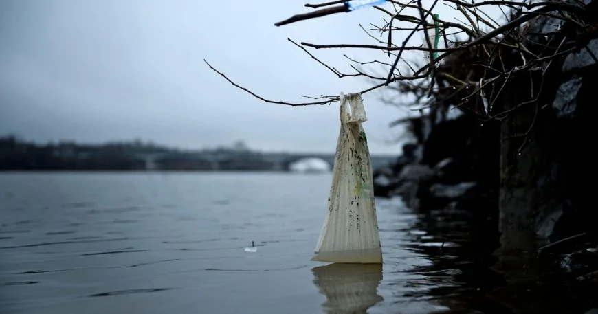 Plastic bag bans and fees work to curb litter, study says