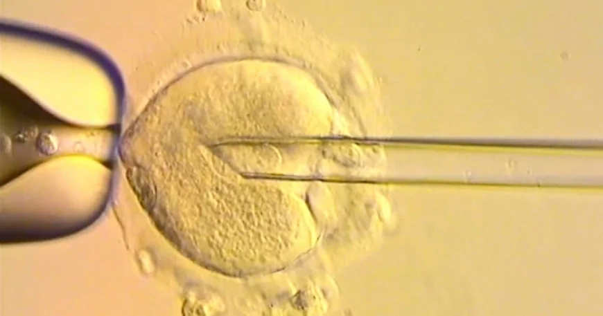 8 babies born with DNA from 3 people in world-first IVF trial