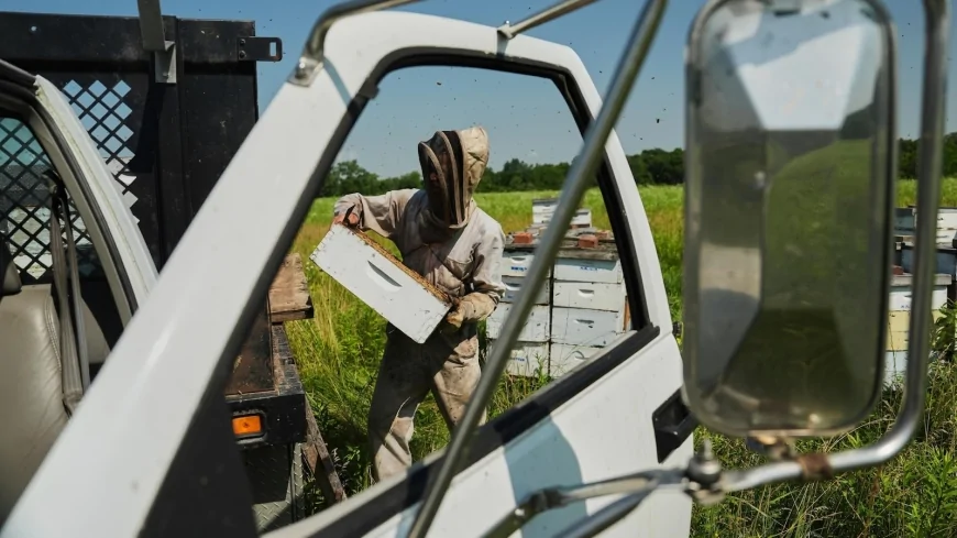 Bees have some ways to cope with a warming Earth, but researchers fear for their future
