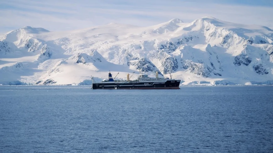 Krill catch in Antarctica soars to record following collapse of conservation deal