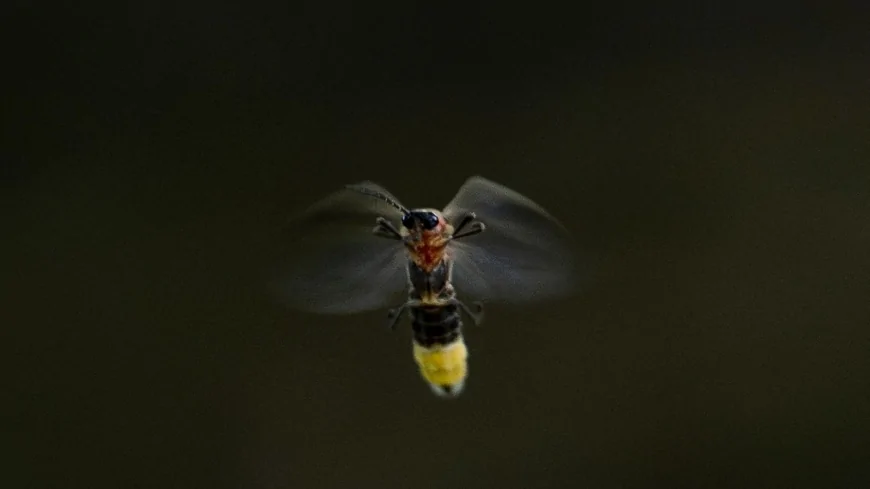 Fireflies are lighting up summer skies. But the glowing bugs are still on the decline