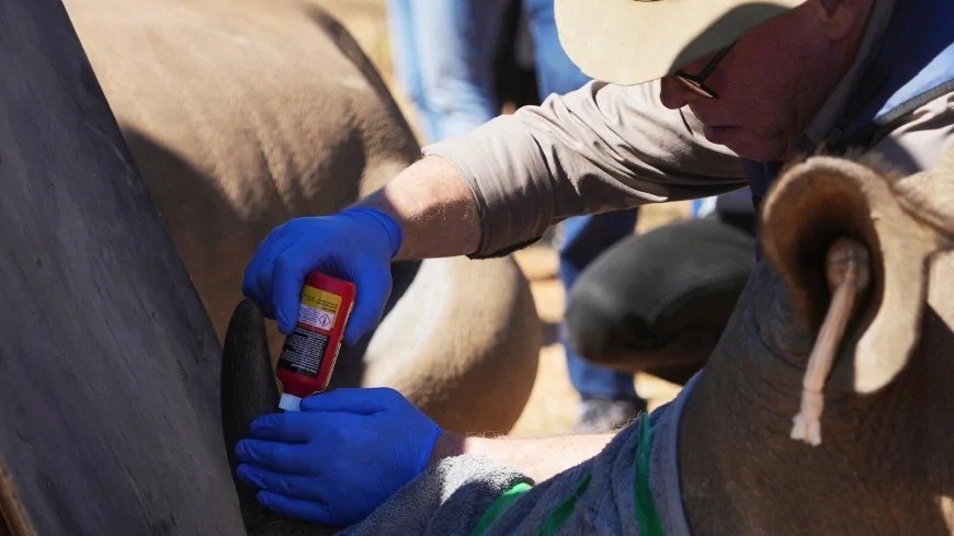 Scientists in South Africa are making rhino horns radioactive to fight poaching