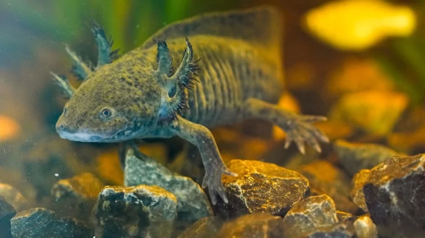 Scientists search for DNA of an endangered salamander in Mexico City’s canals