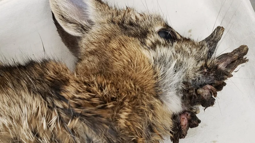 Rabbits with 'horns' are being called 'Frankenstein bunnies'